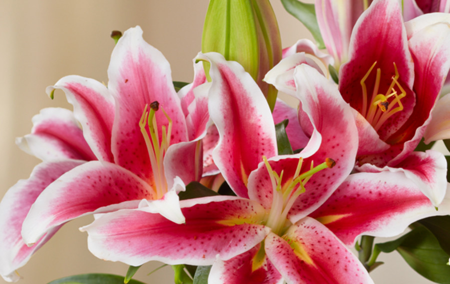 hypoallergenic flowers with Asiatic lilies