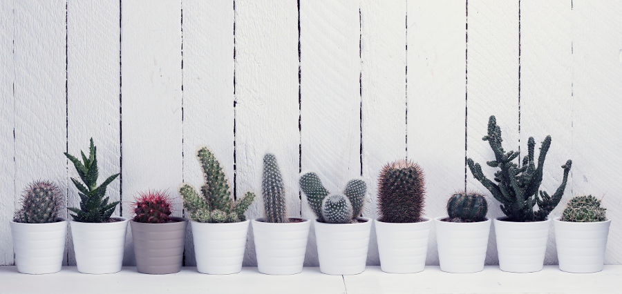 hypoallergenic flowers with Varying Types of Cacti