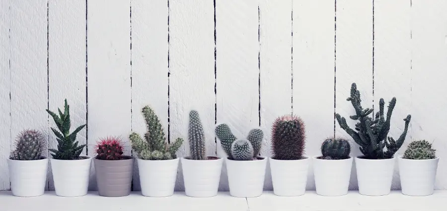 hypoallergenic flowers with Varying Types of Cacti