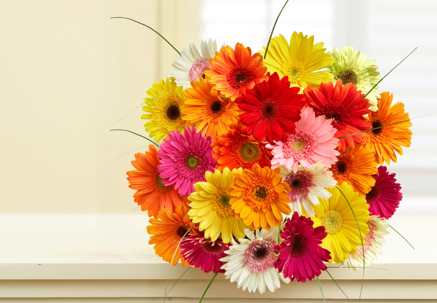 photo of wedding anniversary flowers with colored daisies
