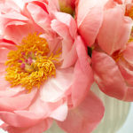 peony care hero