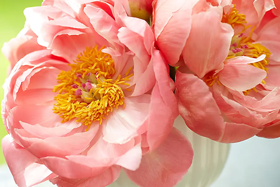 peony care with coral charm