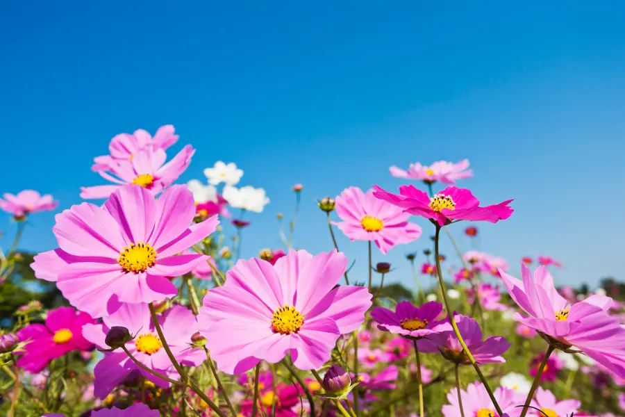 photo of wedding anniversary flowers with cosmos flowers