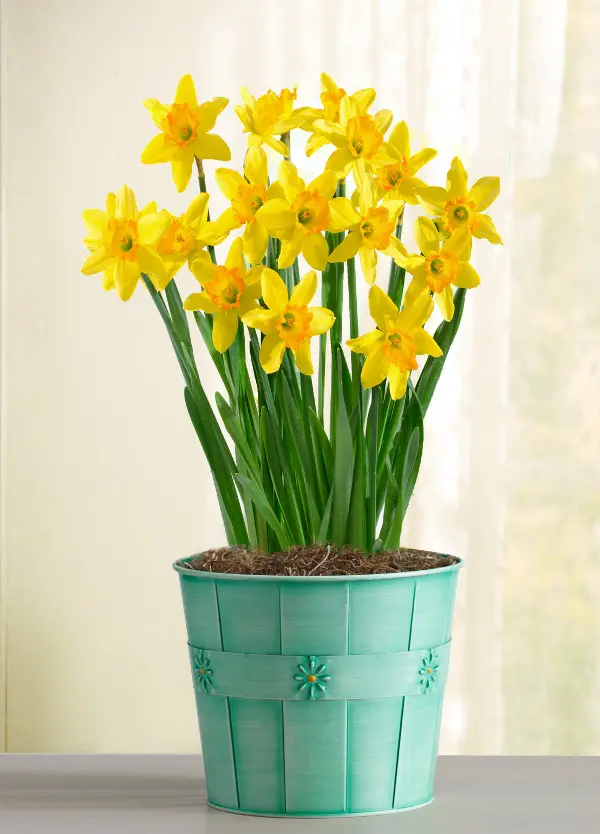 daffodils