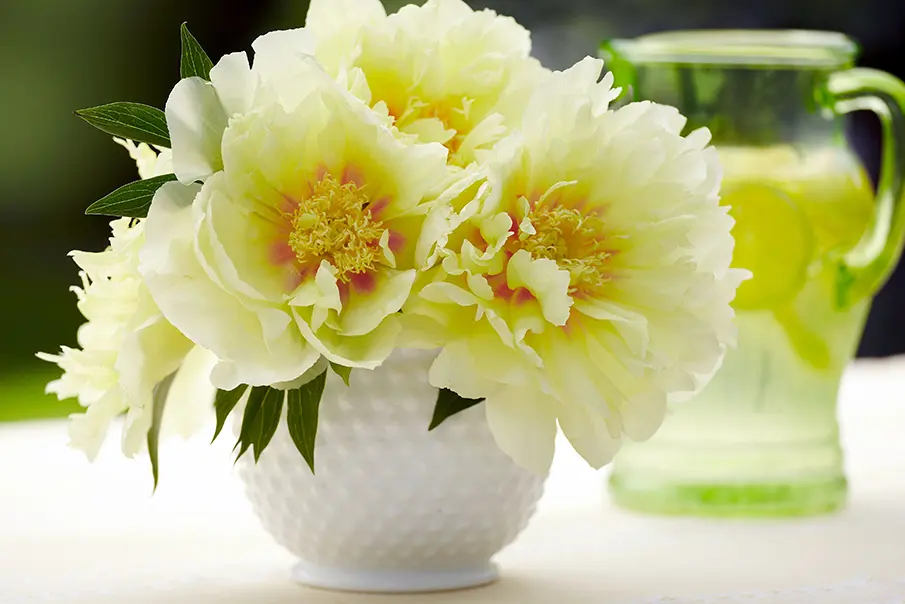 peony care with a bouquet of peonies