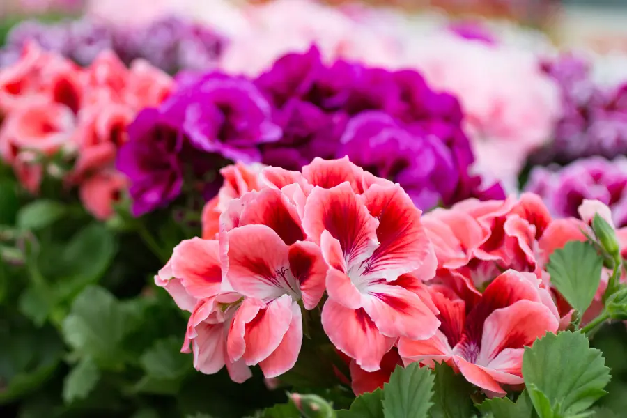 photo of wedding anniversary flowers with geraniums