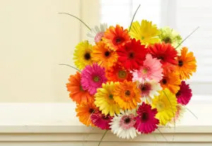 daisies
