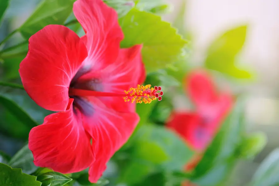 cheerful flowers with Red Hibiscus Flower
