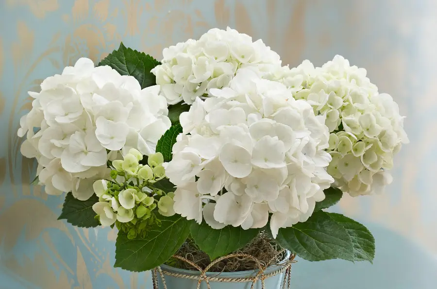 white hydrangeas