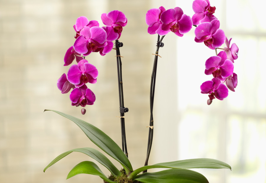 hypoallergenic flowers with Orchid
