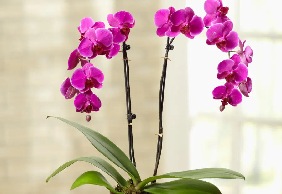 hypoallergenic flowers with Orchid