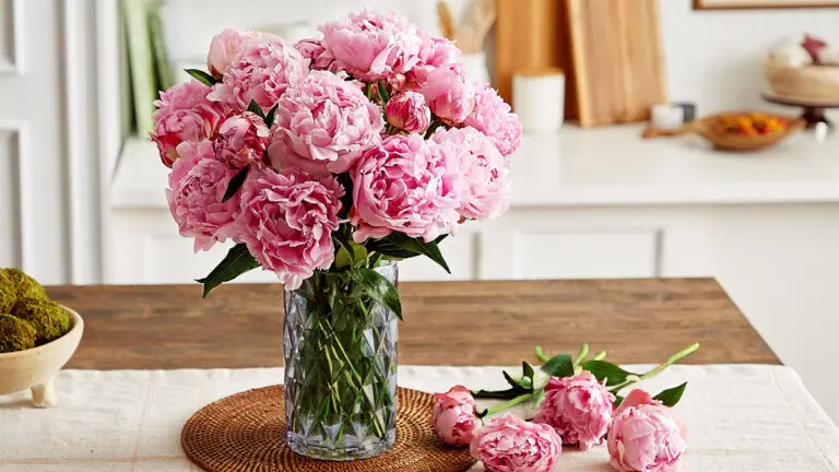 How to Plant, Grow, and Care for Peonies peony care hero