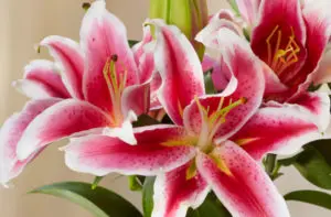 pink lilies
