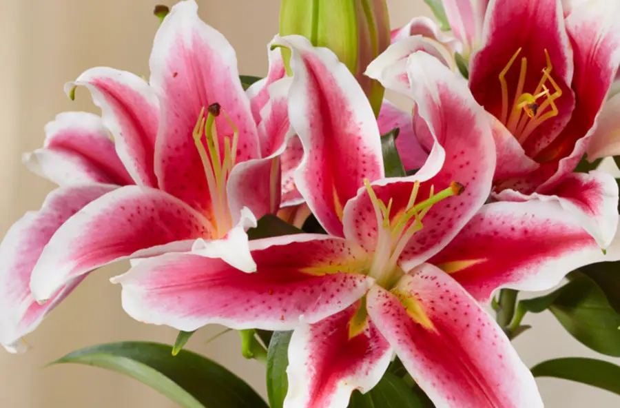 photo of wedding anniversary flowers with pink lilies