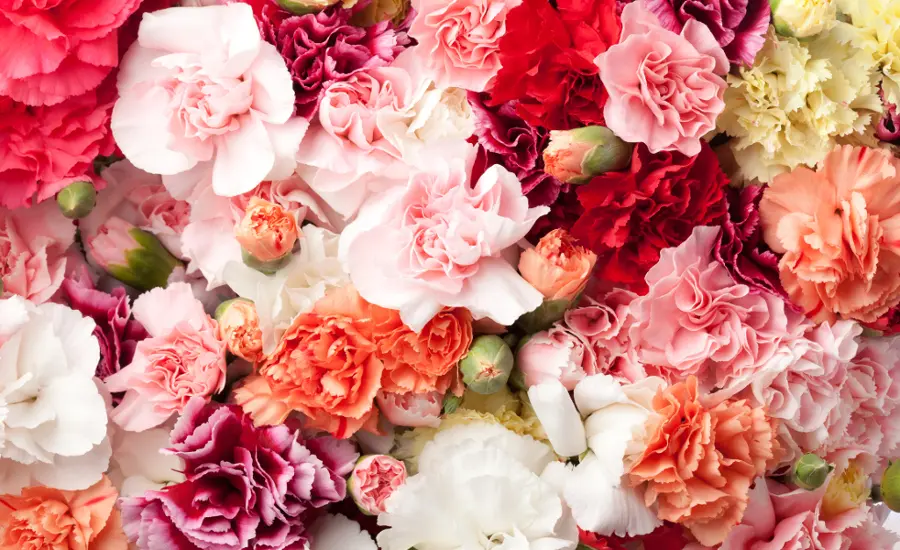 carnation facts with variety of carnations