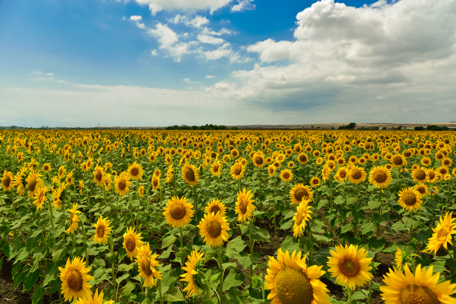 Top Sunflower Festivals in the United States for 2017