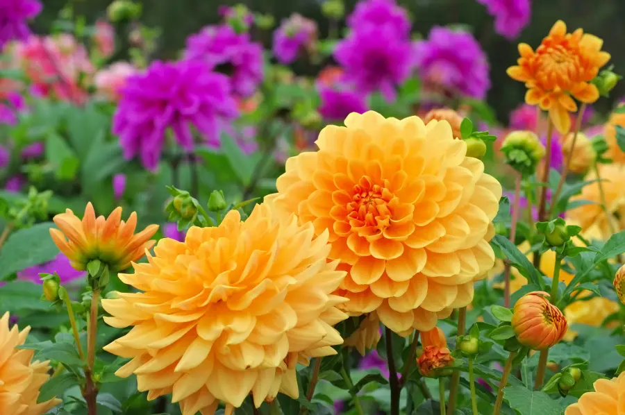 perennial flowers that bloom all summer with Dahlia Flowers- Orange & Purple