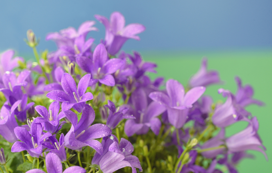 perennial flowers that bloom all summer with Dalmation Bellflowers- Purple