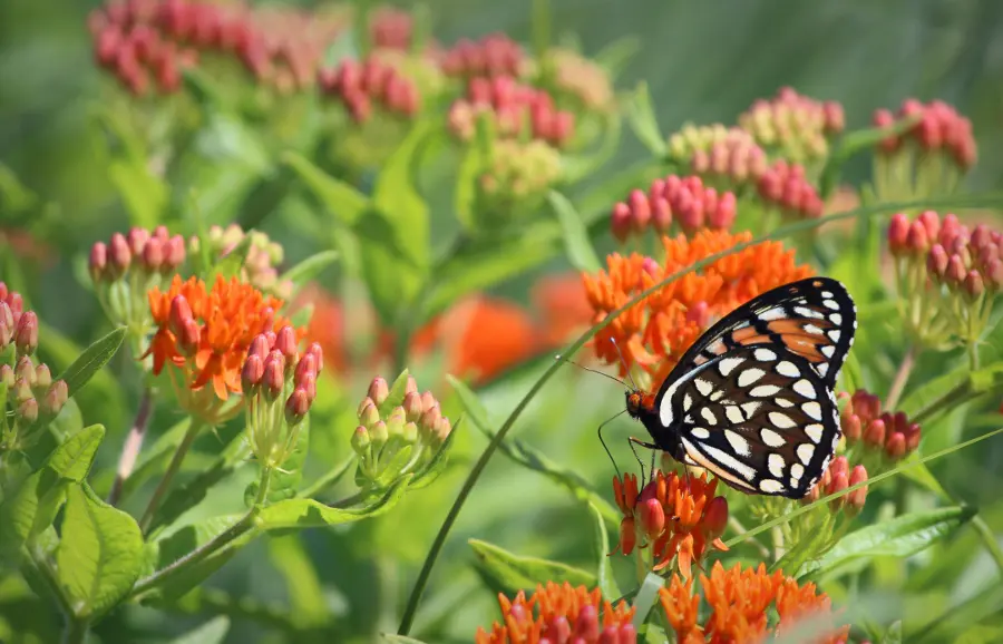 perennial flowers that bloom all summer with Butterfly Milkweed Flowers