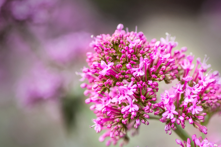 perennial flowers that bloom all summer with Red Valerian Flowers Close-Up