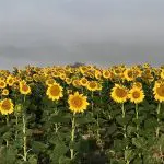 sunflowers