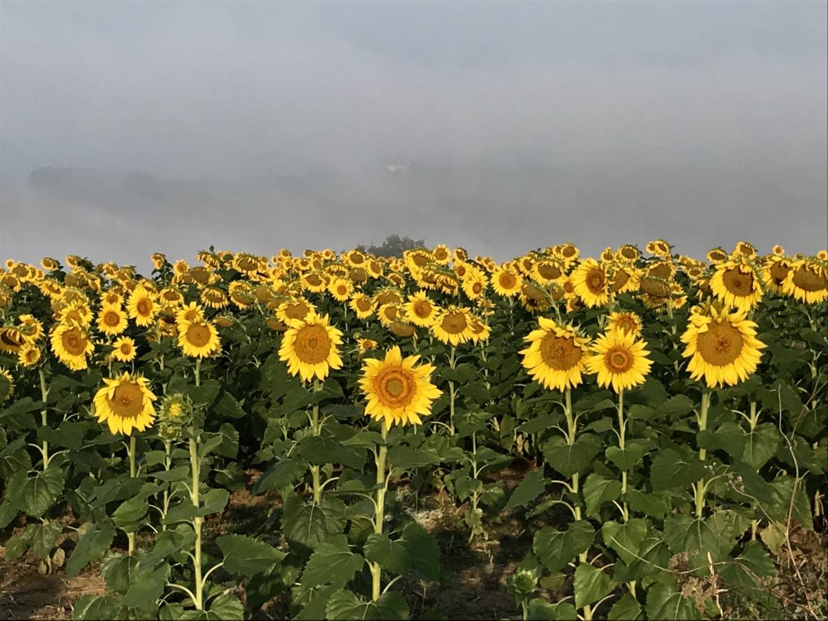 sunflowers