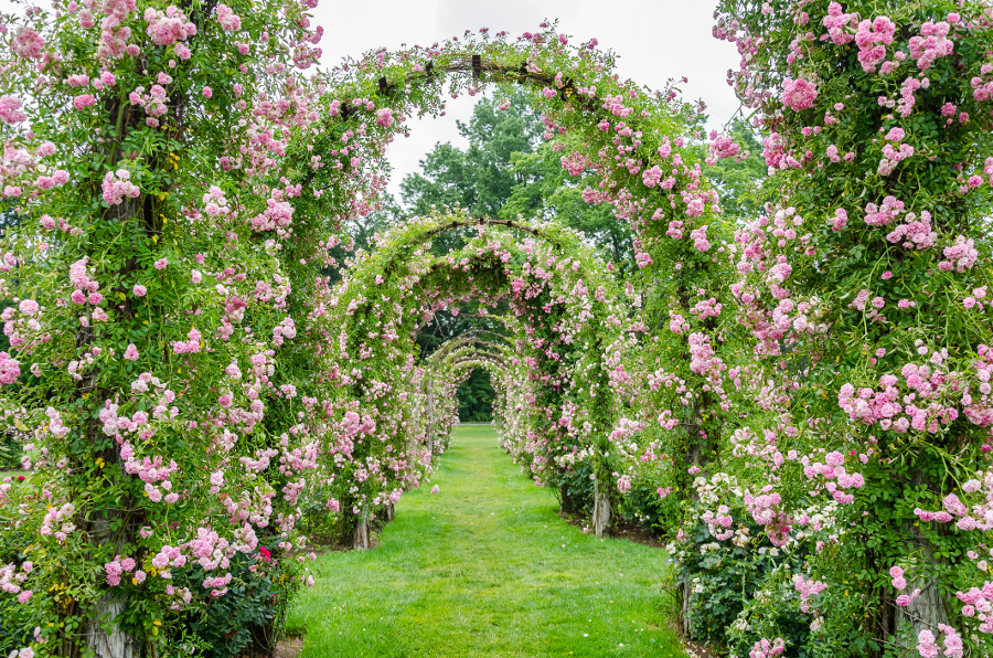 Rose Covered Archway
