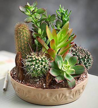 Send this cactus dish garden from 1800Flowers.com!