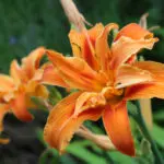 Double Bloom Lily