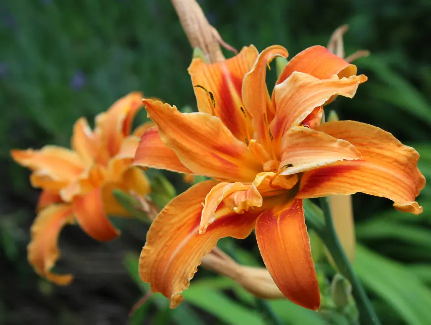 Double Bloom Lily