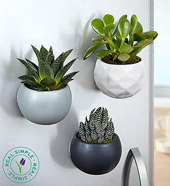 Send these magnet succulents from 1800Flowers.com!