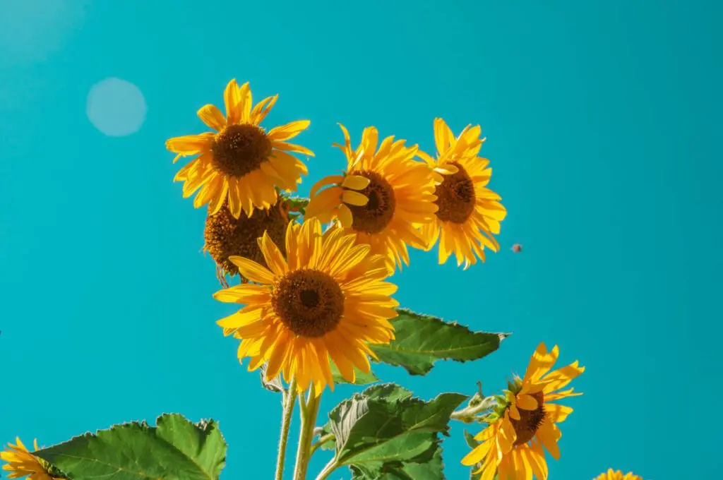 Here are pictured sunflowers, one of the most recognizable and beloved flowers in nature. This image shows a sunflower toward the end of its life cycle.