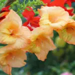 Gladiola