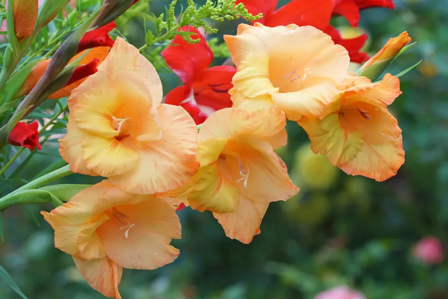 Gladiola