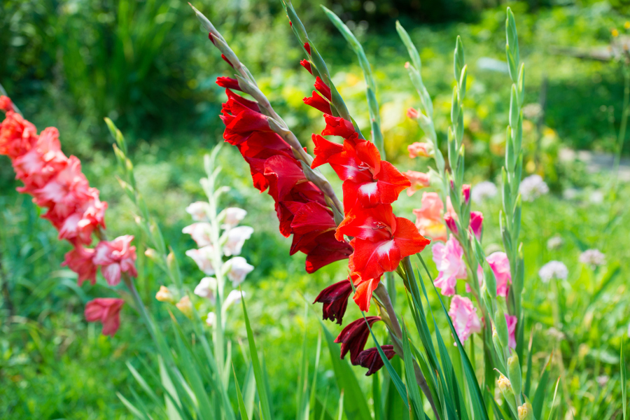 Red Gladiolus