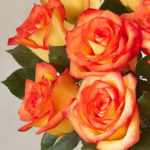 High and Magic Roses, 18 Stems148624