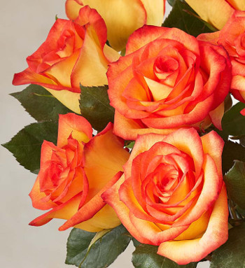 High and Magic Roses, 18 Stems148624