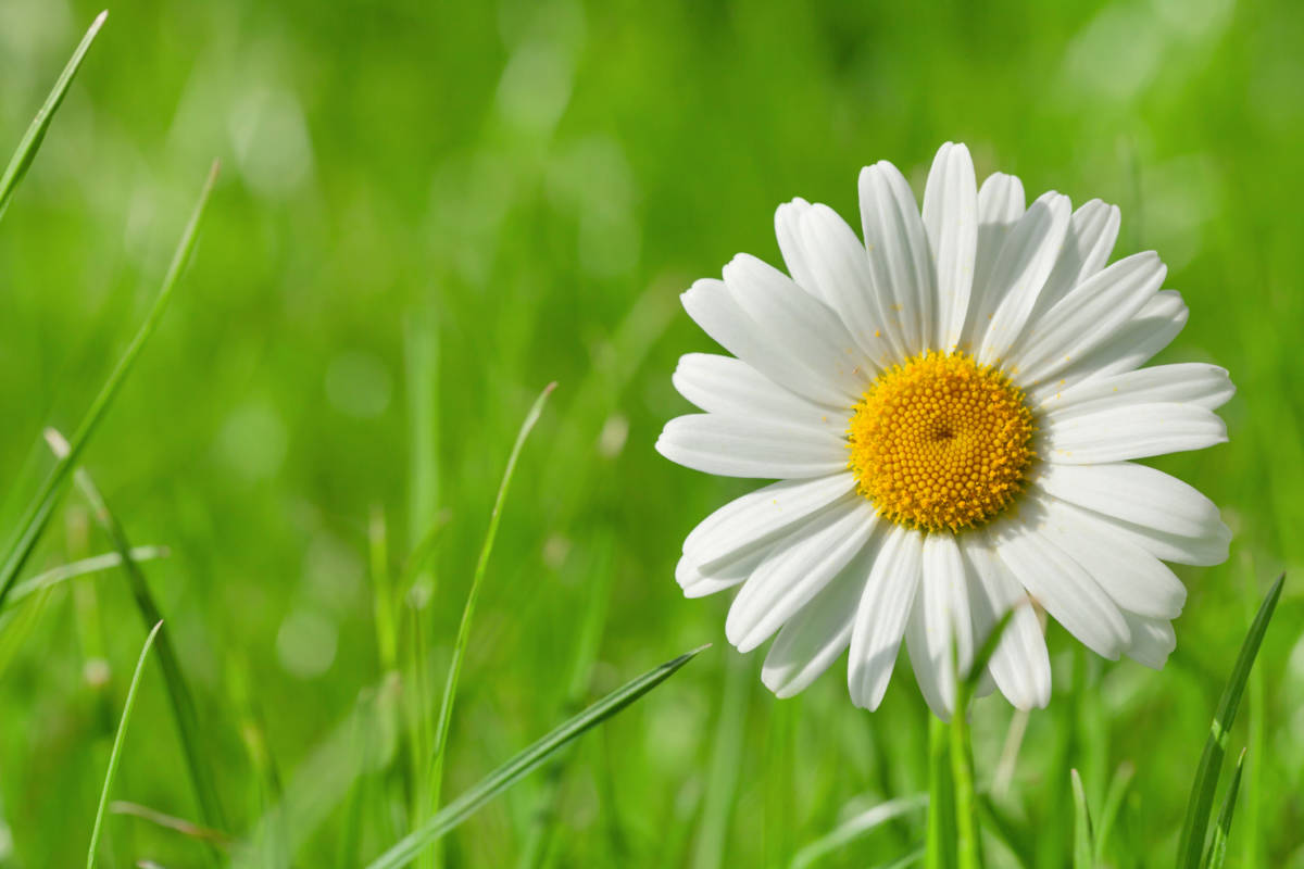 Daisy facts with daisy growing in a field