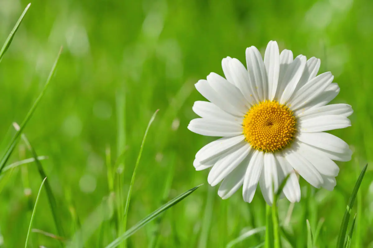 5 Fascinating Facts About Daisies That Will Make You Smile