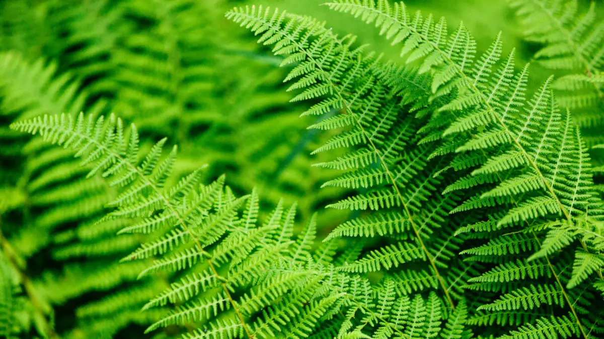 Fern plant