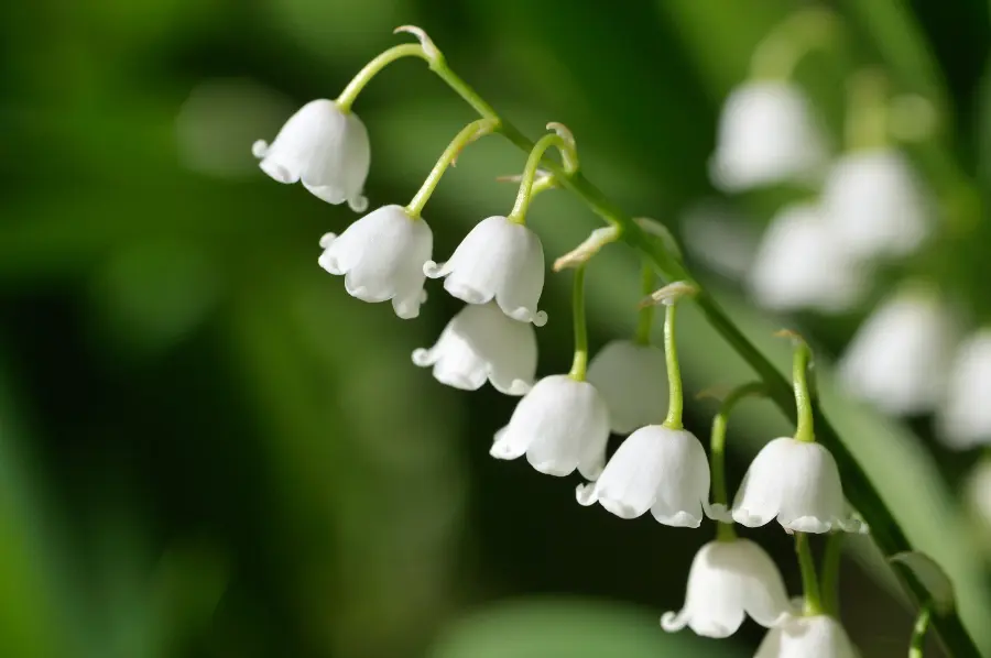 May Birth Flowers: Lily-of-the-Valley and Hawthorn