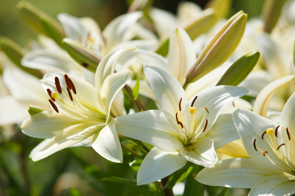 White lilies