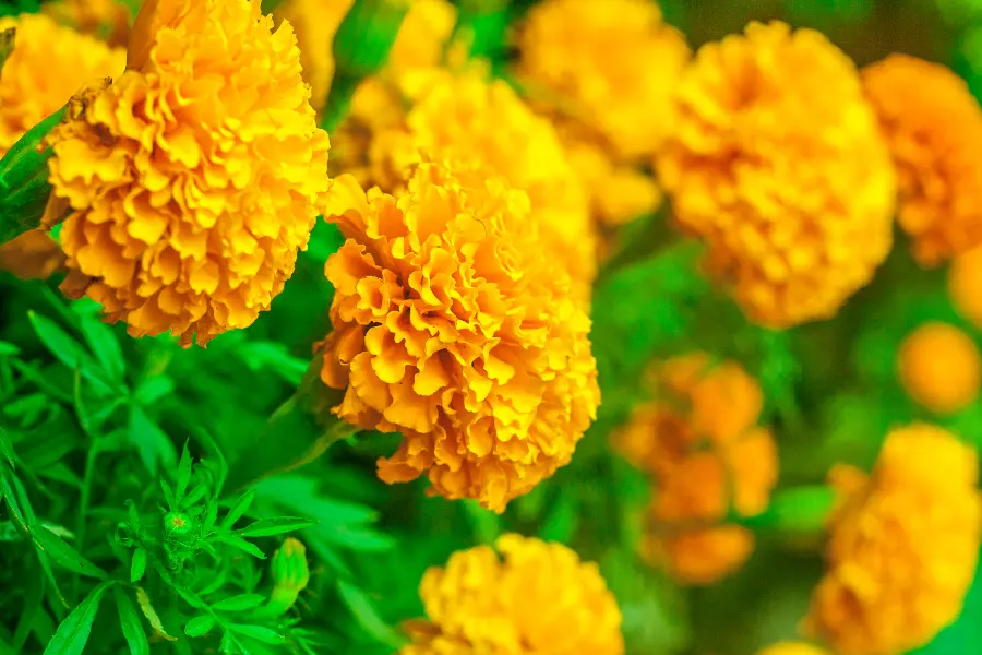 birth flower with marigold