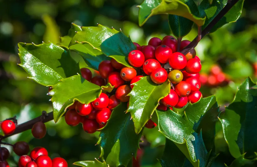 birth flower with Red Holly Berries