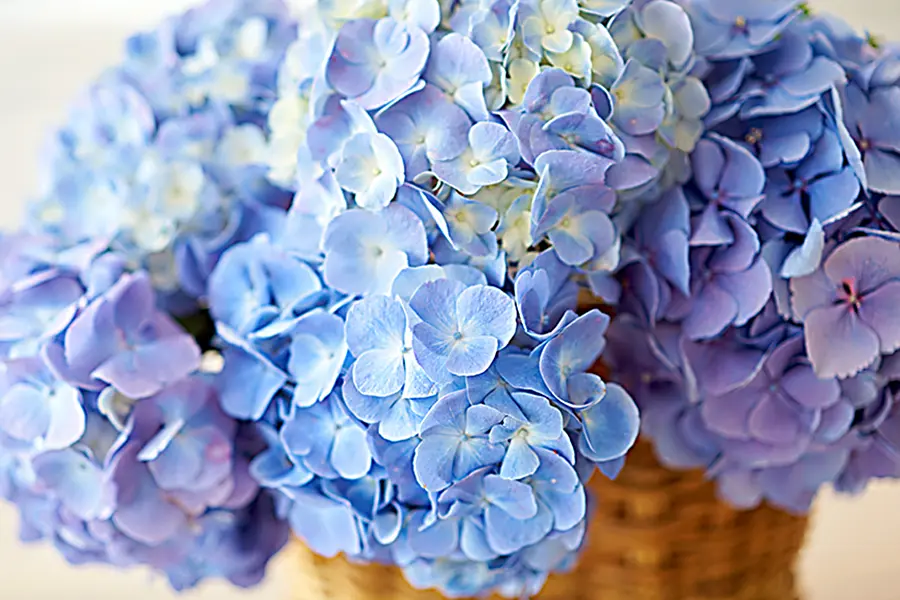 Blue hydrangea