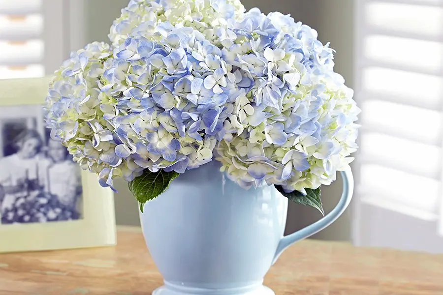 Blue Hydrangea in Blue Pitcher