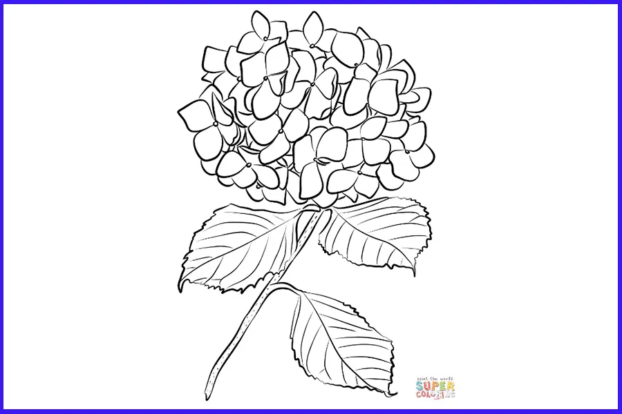 hydrangea outline