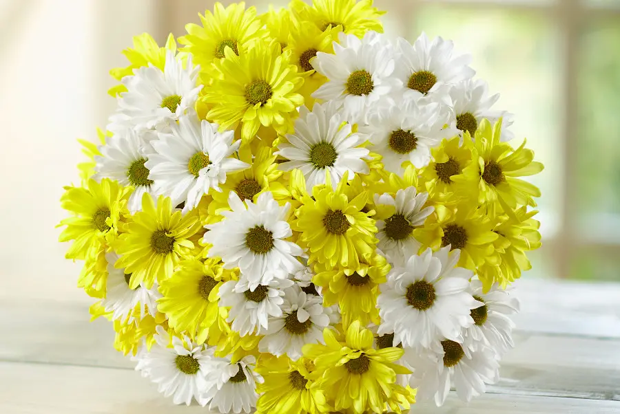 birth flower with Yellow and White Daisies