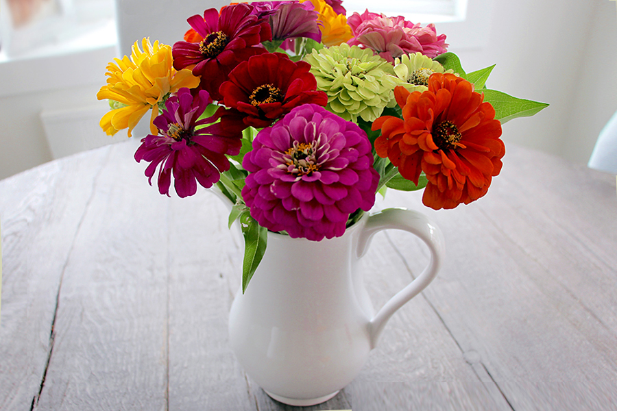 Preciosa Mix Zinnia Seeds - Annual Flower Seeds