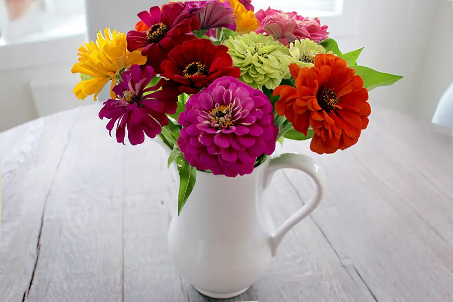 Zinnias in a White Pitcher